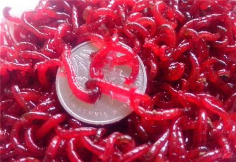 红虫拉饵制作方法,简单又高效
