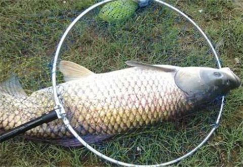 钓草鱼用什么饵最好?介绍6款专钓草鱼的饵料
