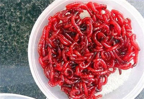 红虫怎么养才能不死？试试这种茶叶饲养法