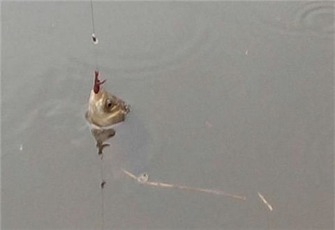 台钓用蚯蚓红虫等活饵钓鱼该怎么调漂?