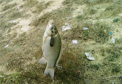 矶竿钓鲫鱼最佳方法,矶钓竿也能当手竿用