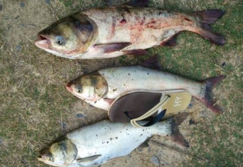 钓鲢鳙的3款自制饵料配方分享