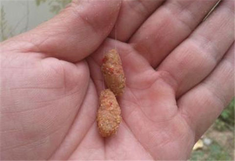 台钓中用饵注意事项及拉饵搓饵的技巧