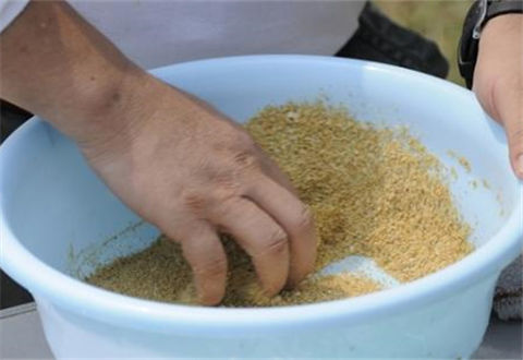 钓草鱼用什么商品饵料？这款最适合钓湖库
