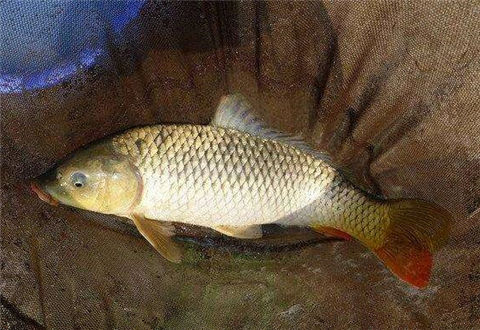 钓鲤鱼如何调漂？贴合实际注意4点