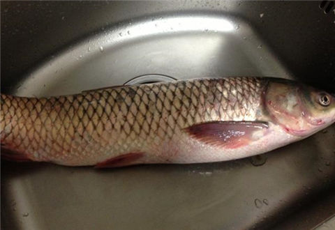 春季水库钓草鱼自制饵料秘方