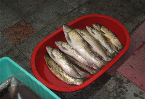 钓草鱼饵料窝料配方,必杀技一举爆护!