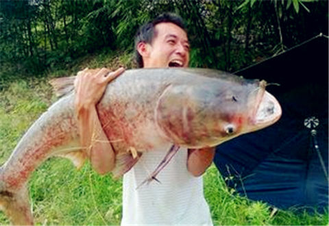 钓鲢鳙有什么好诀窍?4个秘诀