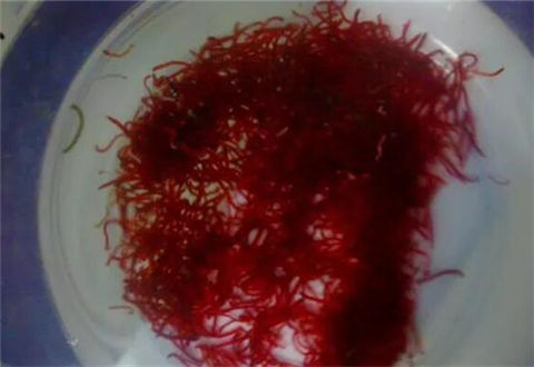 如何轻松分离出活红虫与死红虫?
