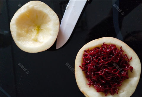 红虫怎么保存不会死?看我做个红虫保存器