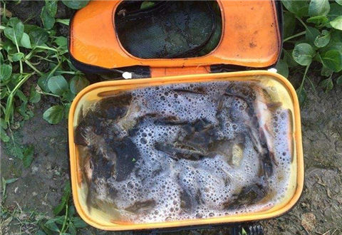 6种钓鱼王钓鲫鱼饵料配方，疯钓鲫的多种用法