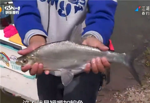 《江湖行》之春钓义乌遇鳕鱼 [视频]