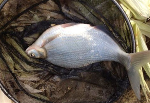 春天怎么钓鳊鱼，教你4个绝招