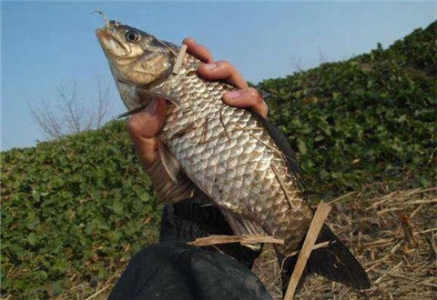 钓鱼小药怎么配置?注意类型和用量