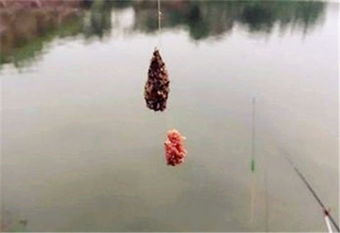 初夏野钓鲫鱼,诱鱼是关键