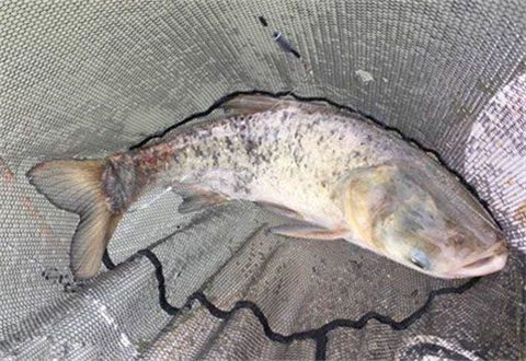 夏季钓鲢鳙最关键的是找准泳层和饵料选择
