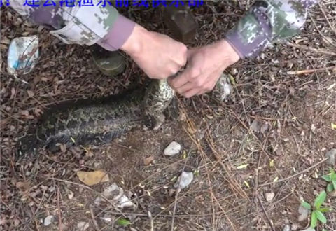 三本先生 雷强之漂浮水草处点钓黑鱼一 [视频]