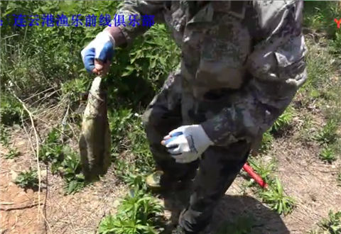 三本先生 雷强之漂浮水草处点钓黑鱼三  [视频]
