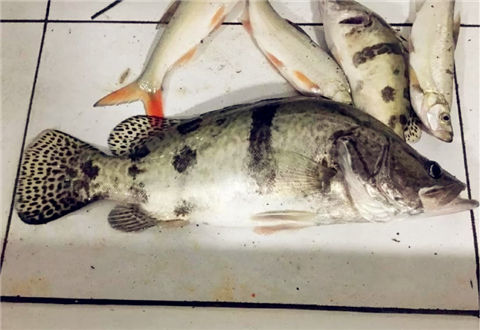 野河路亚，钓上一条大桂鱼