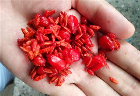 钓鱼窝料哪家强？分享一款自制的谷麦窝料