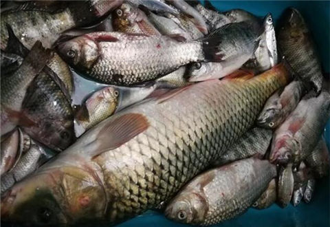 夏天钓鱼注意这5点,多钓几斤不是问题