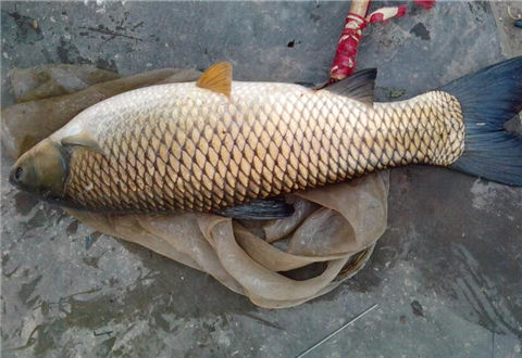 夏季钓草鱼,可用浮钓与悬钓钓法