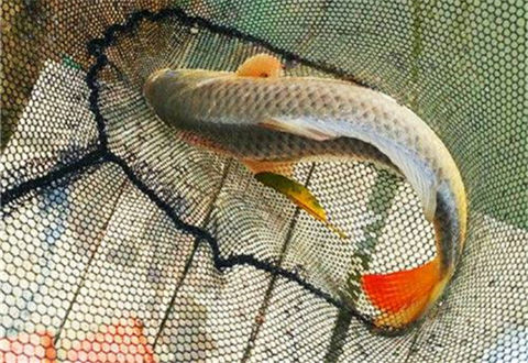 夏季钓鲤鱼,钓深还是钓浅有3个原则
