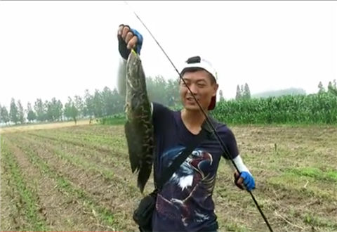 三耳鱼的黑鱼世界 2018夏季雷强之六 [视频]
