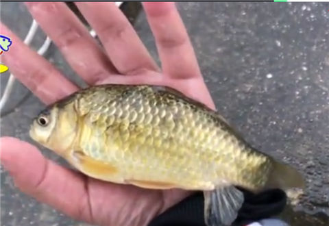 麦子钓鱼 钓鱼实战之暴雨水库守钓大物, 获鲫鳊鱼情 [视频]