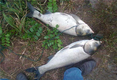 钓鲢鱼时常见的3个误区,想钓大鱼的快看