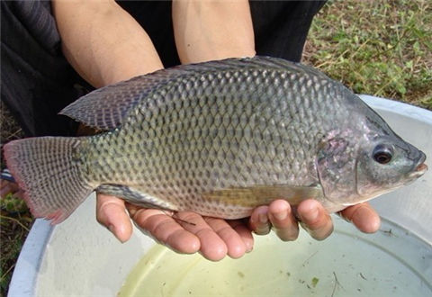 钓罗非鱼，分享一款便宜又实用的自制饵料