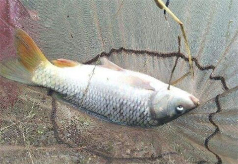 夏季野钓中带饵调漂的3个小技巧