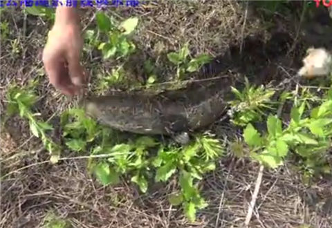 三本先生 雷强之水花生地大扫荡 七 [视频]
