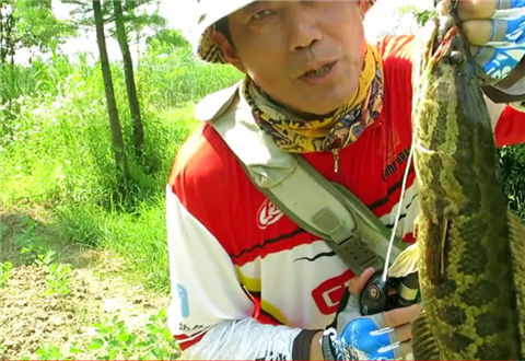 三耳鱼的黑鱼世界  2018夏季雷强之十五 [视频]