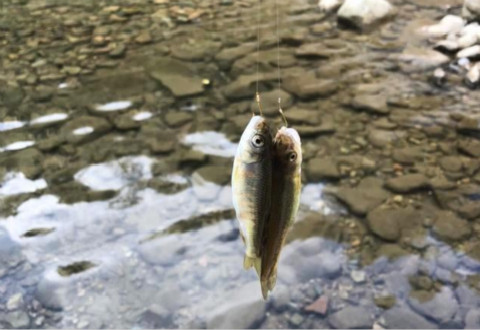 夏季遇鲫鱼上浮的鱼情,解决方法看这4点