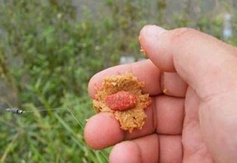 包食钓法钓青鱼的小窍门,你知道多少