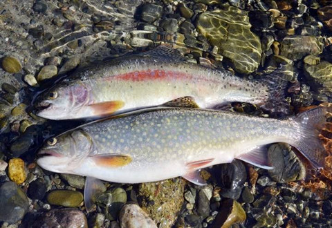 夏季野钓鲢鳙,熟悉这6点只会让你连竿不断