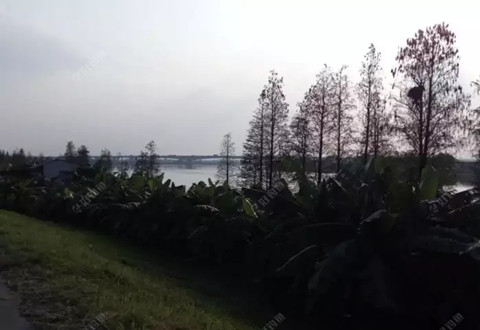 钓鲮鱼心得,如何制服狡猾难钓的鲮鱼