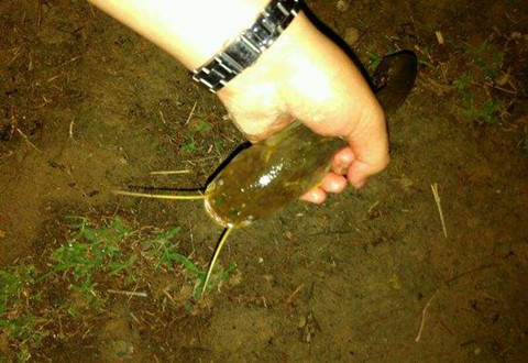 老司机说:野钓鲶鱼应该这样选择钓位和钓具