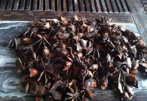 野八角和八角很像,用做饵料经常爆护,但有毒使用需小心