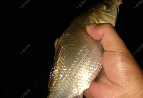 江湖猎人首战上大物,惊喜连绵不断