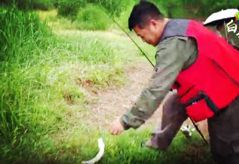白条杀手 游钓安徽3 野钓平天湖，翘嘴汪丫齐上钩[视频]