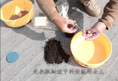 渔课堂 矶钓如何挂上红虫和蚯蚓的方法 [视频]