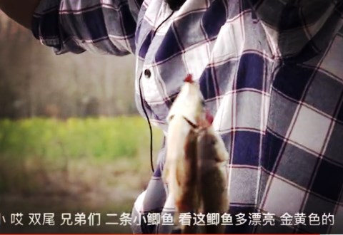 白条杀手 位置很重要 换钓位后，开始连杆黄金鲫鱼[视频]