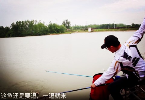 白条杀手 30分钟就发窝，连上几尾鲫鱼 [视频]