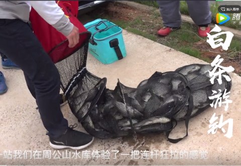 白条杀手 白条游钓周公山水库 6小时钓获60斤鲫鱼 [视频]
