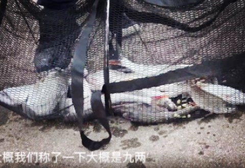白条杀手 一杆一诱钓法效果好，红稍翘嘴连杆上 [视频]