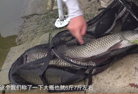 白条杀手 农村水库大草鱼 顿口中鱼后风线呼呼响 [视频]