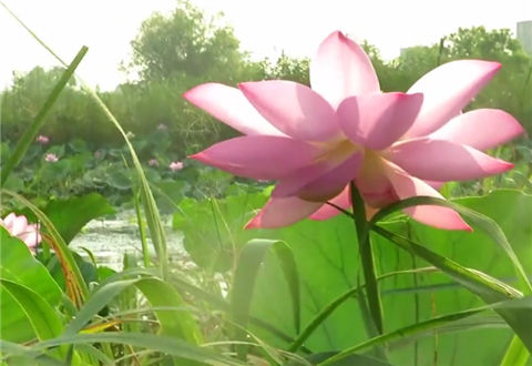 三耳鱼的黑鱼世界 2018夏季雷强之二十九 [视频]