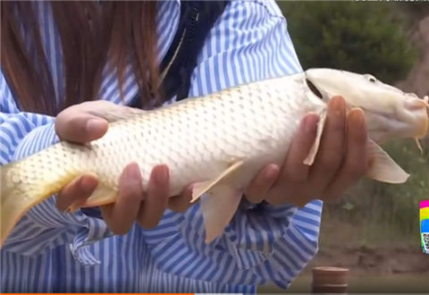 《江湖行》 西行甘肃庆阳 黄土高坡钓大鲤  [视频]